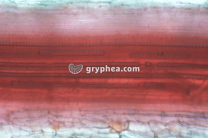 Vaisseaux conducteurs de sève Trévise x40 - gryphea.org